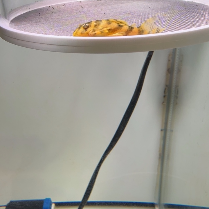 工具鱼4号皇室333