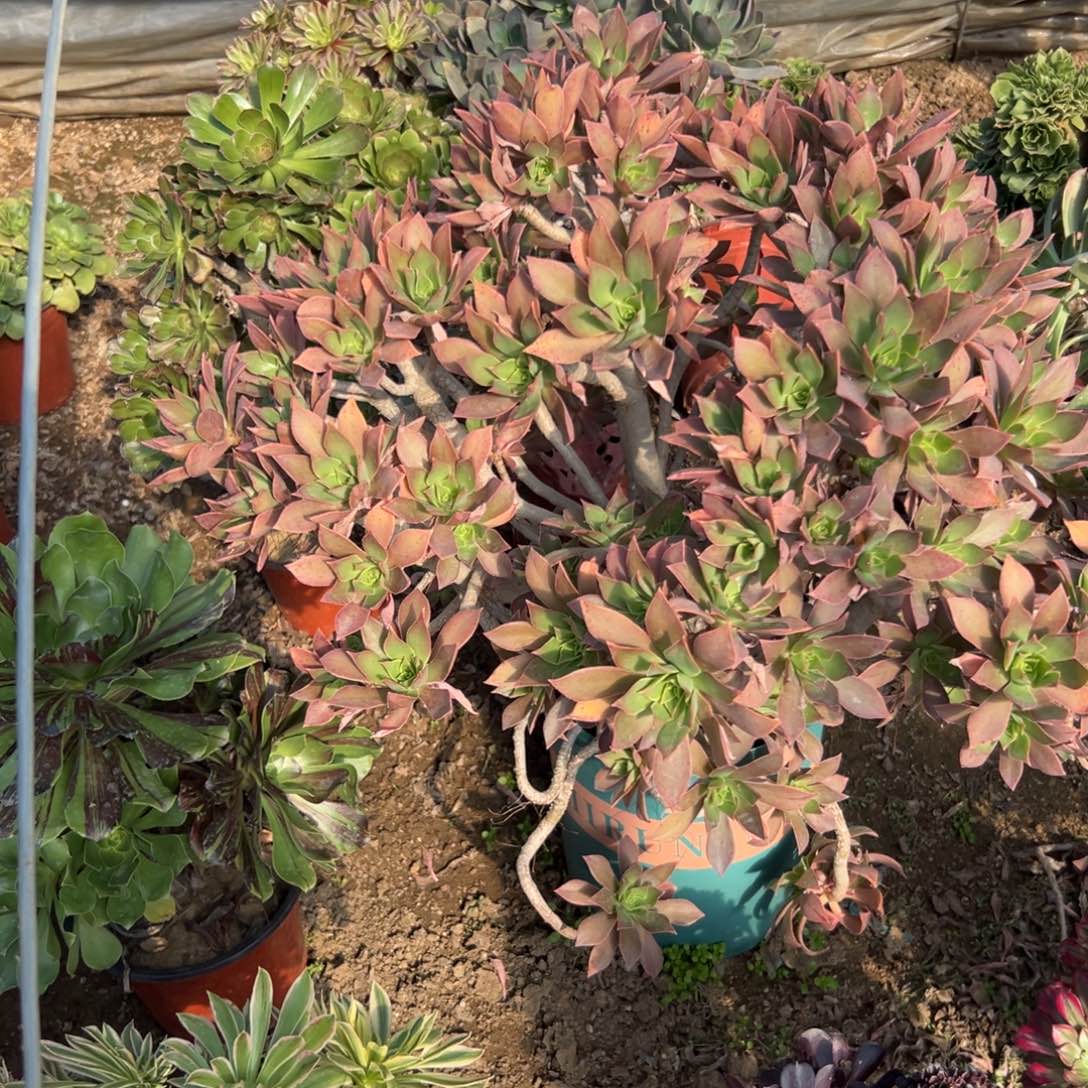 多肉植物大颗小红叶