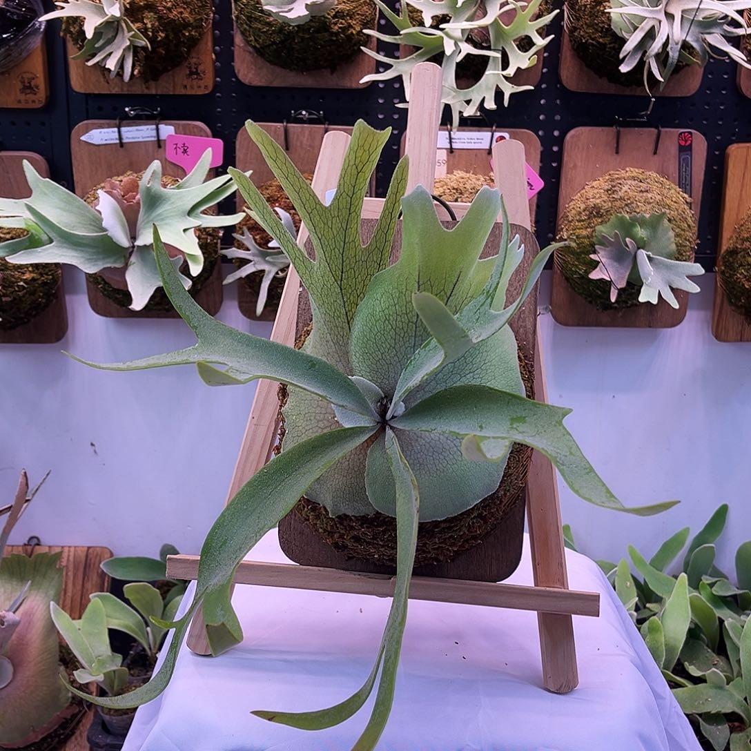 sf 掠夺者 spa kai 鹿角蕨