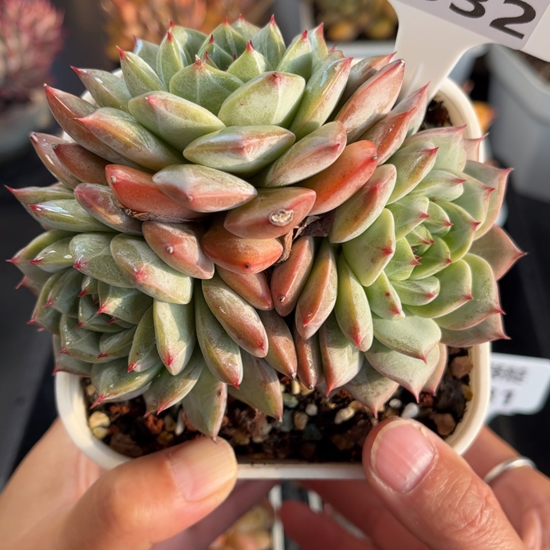 多肉植物0532 满30包邮