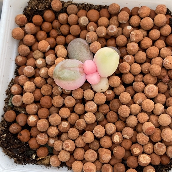 红手指锦多肉植物