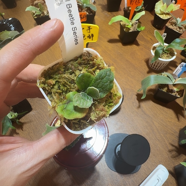 无花朵鹿野直播间竞拍宝甲