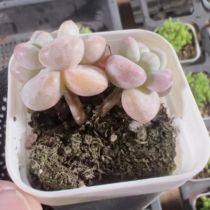 泡泡糖精品多肉植物