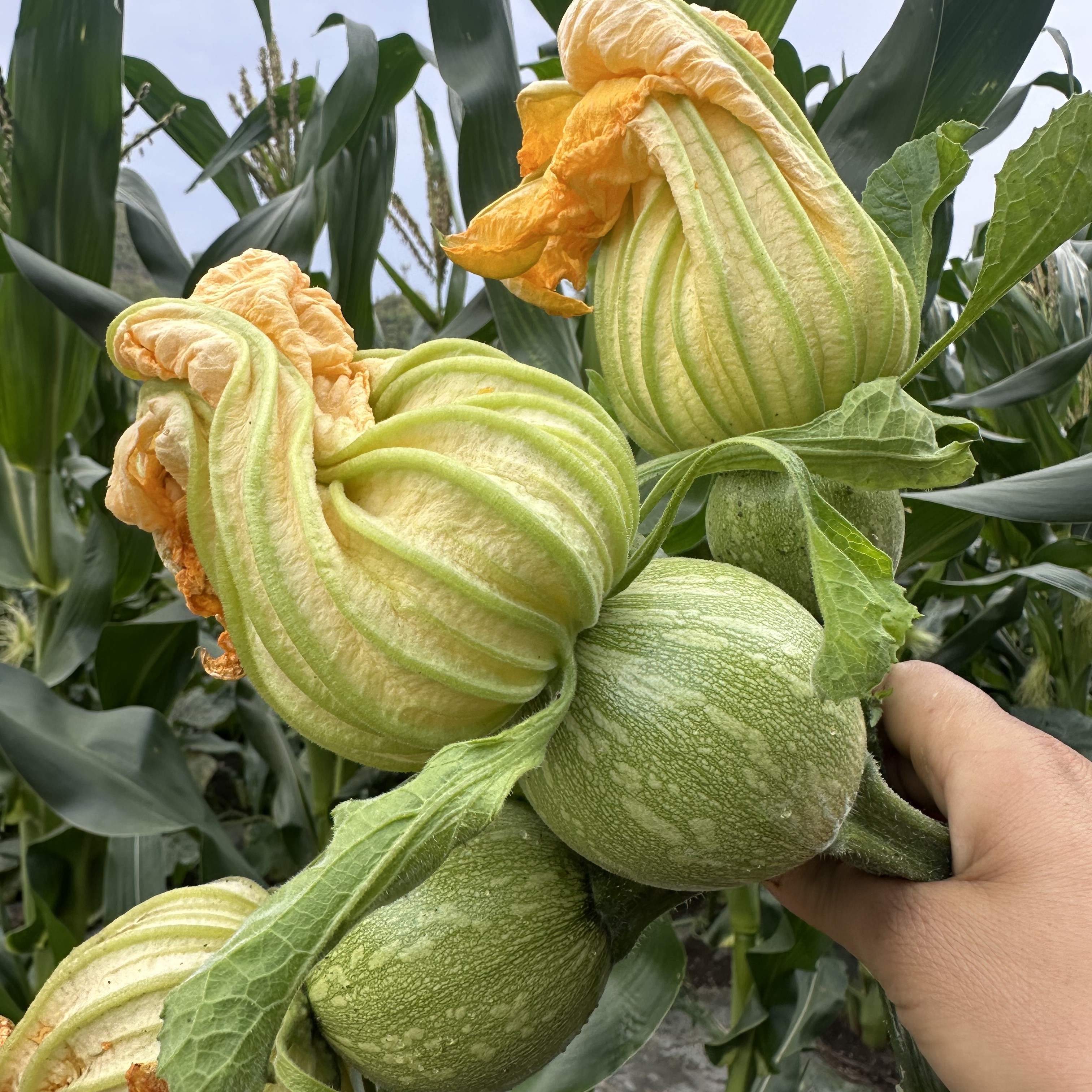 贵州新鲜嫩小圆瓜当季现摘清甜面口农家蔬菜