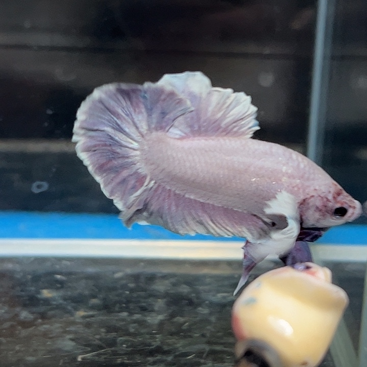 斗鱼48号清货低价，香芋好吃