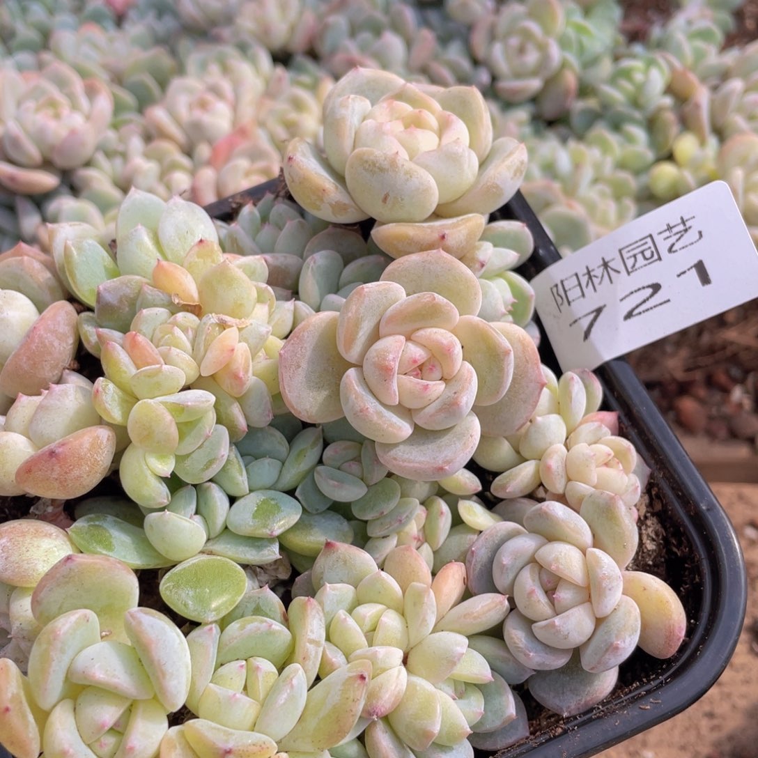 多肉植物多肉植物721