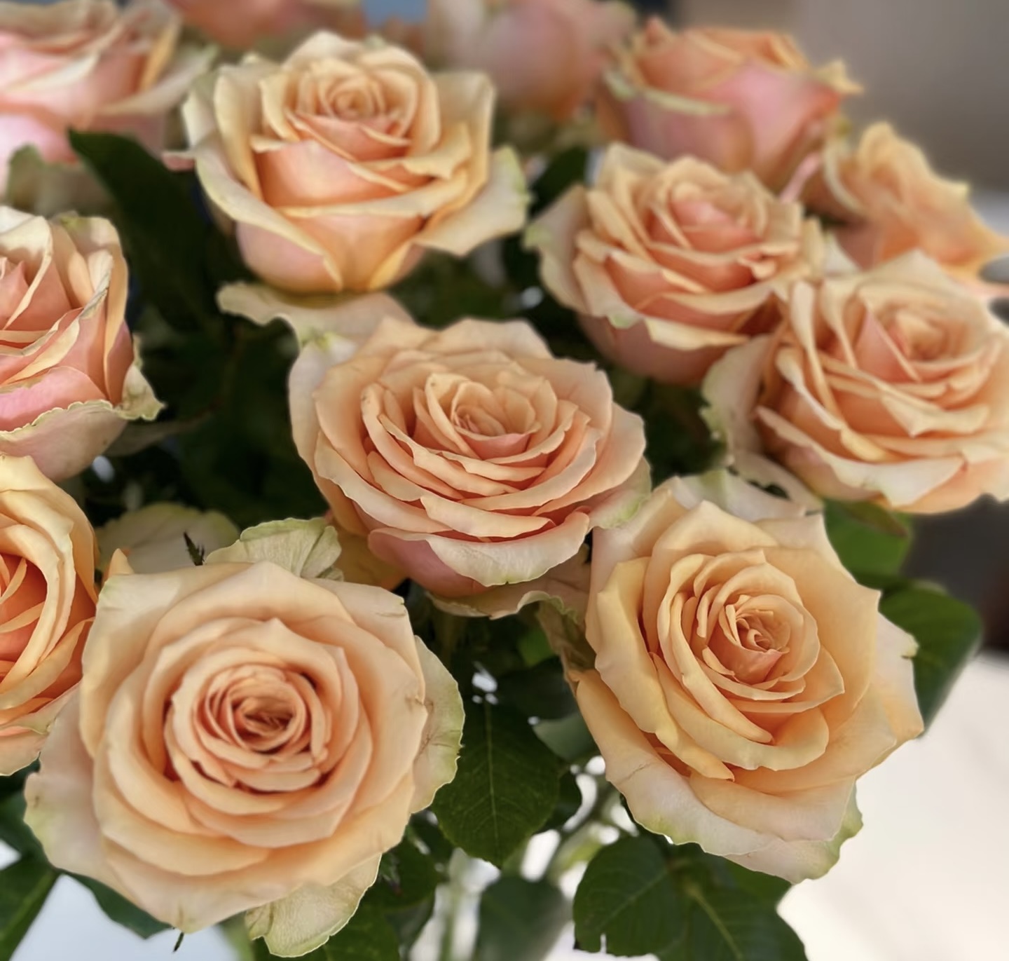 鲜花【迪威娜】同地址两单顺丰/德邦空运+送10包保鲜剂