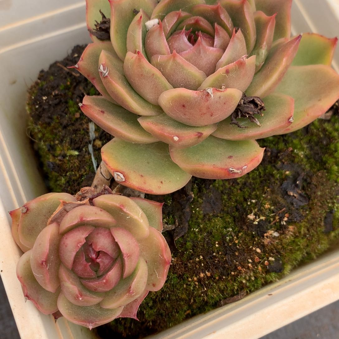 885杂交多肉11厘米