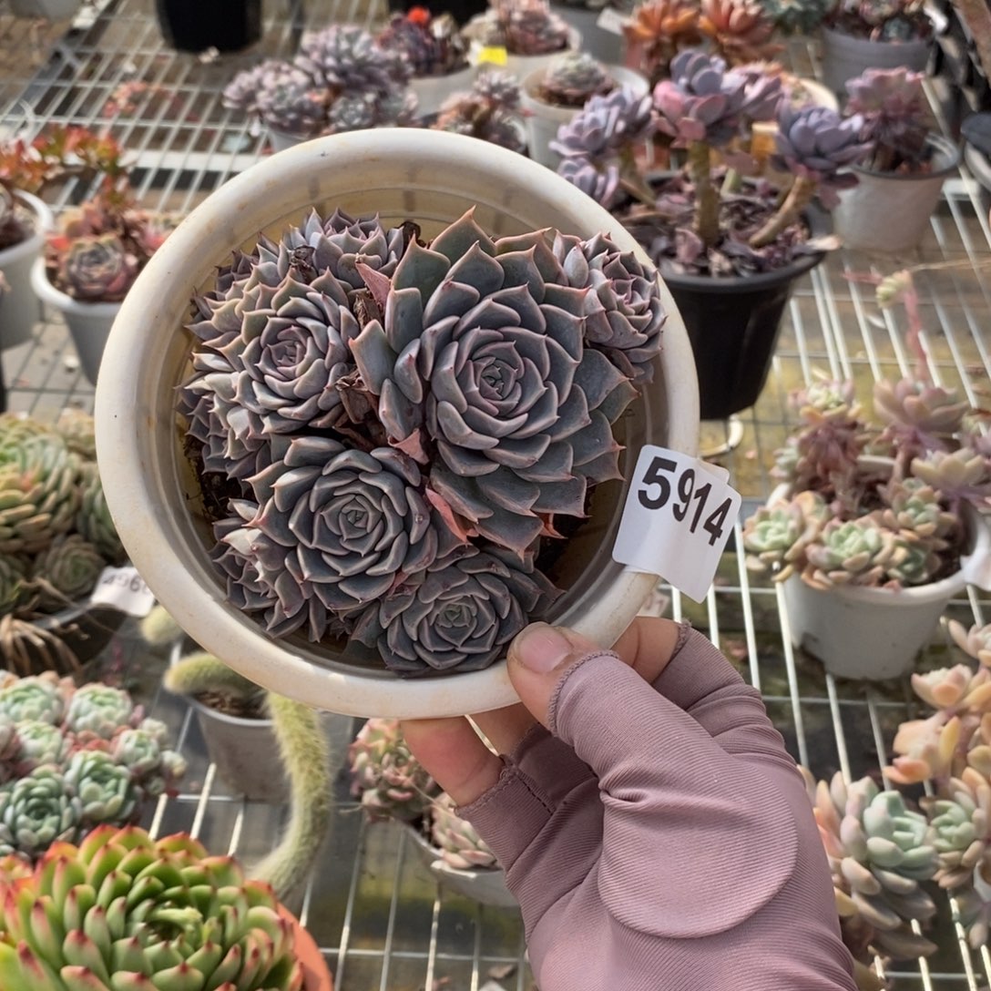 5914欧版海琳娜一物一拍