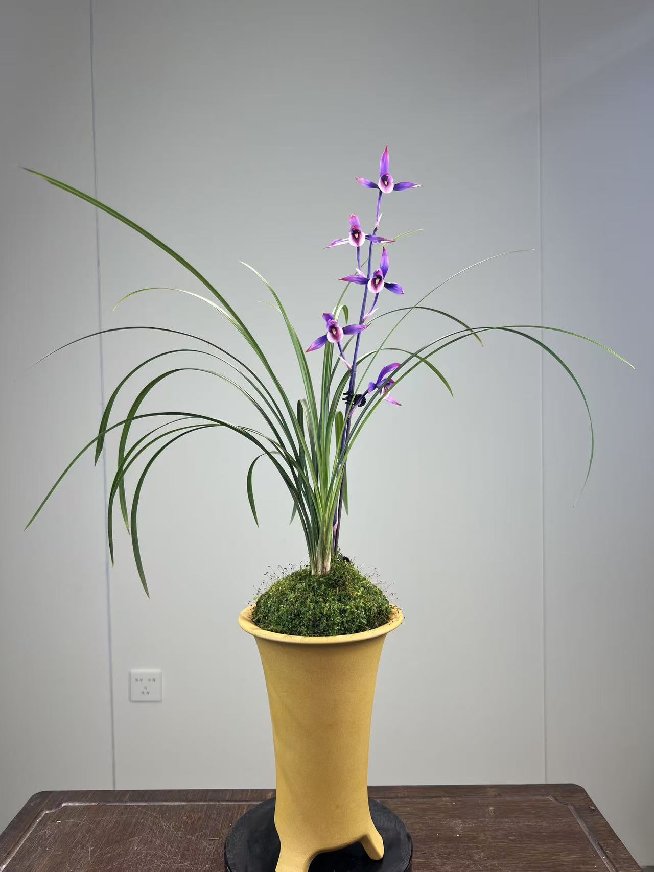 寒兰【南红】好养易活 花开浓香