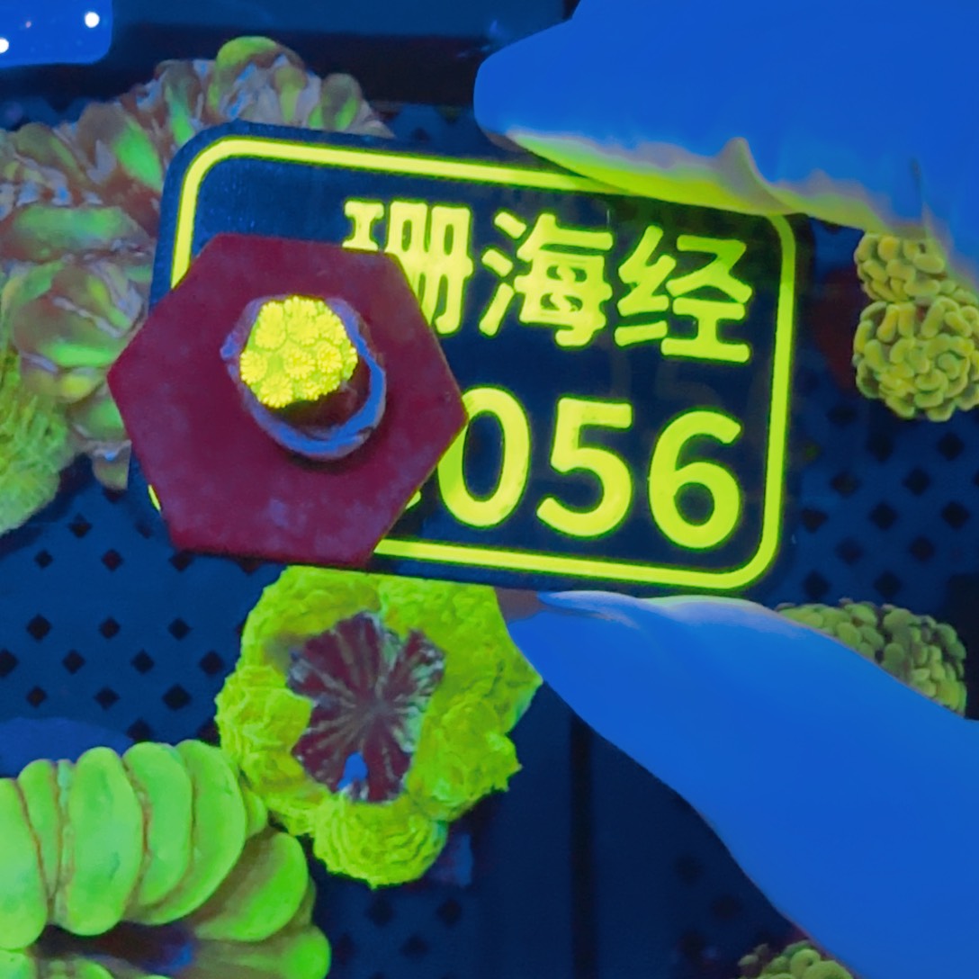 铁****纽扣珊瑚晓晓不包邮澳彩原石C056