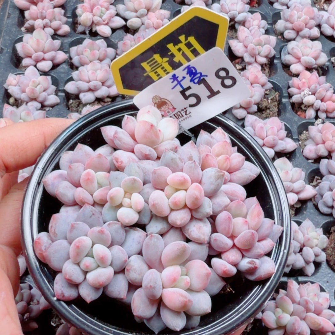 多肉植物多肉植物