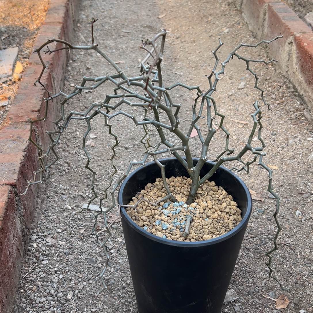 弯曲龙wwwwwwwwwwwwwwww