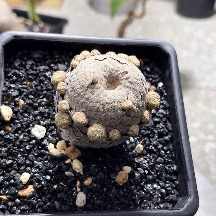 优选鱼鳞大戟6666666666