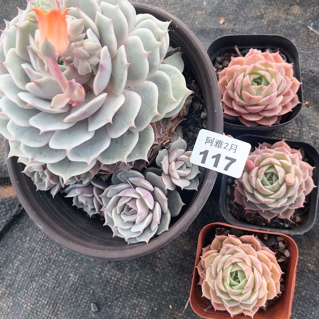 阿雅园艺。    117