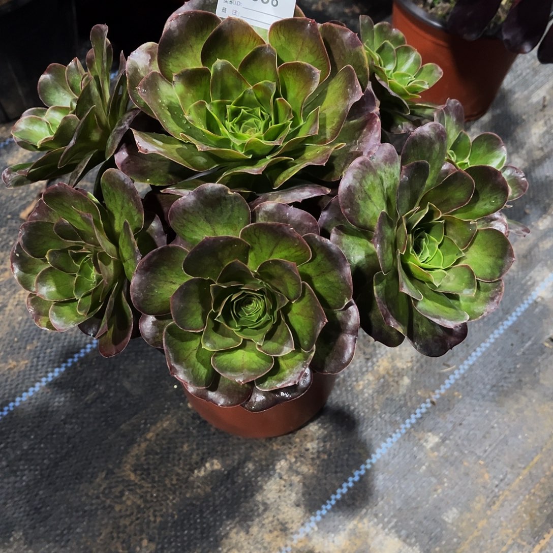 完全开放多肉植物038美金玫瑰法师