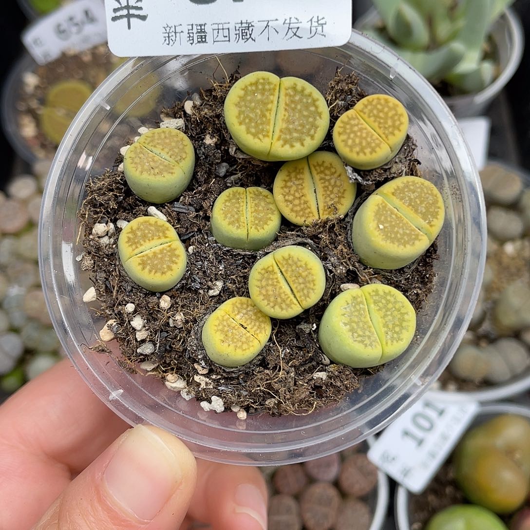 8700000花花花花花花