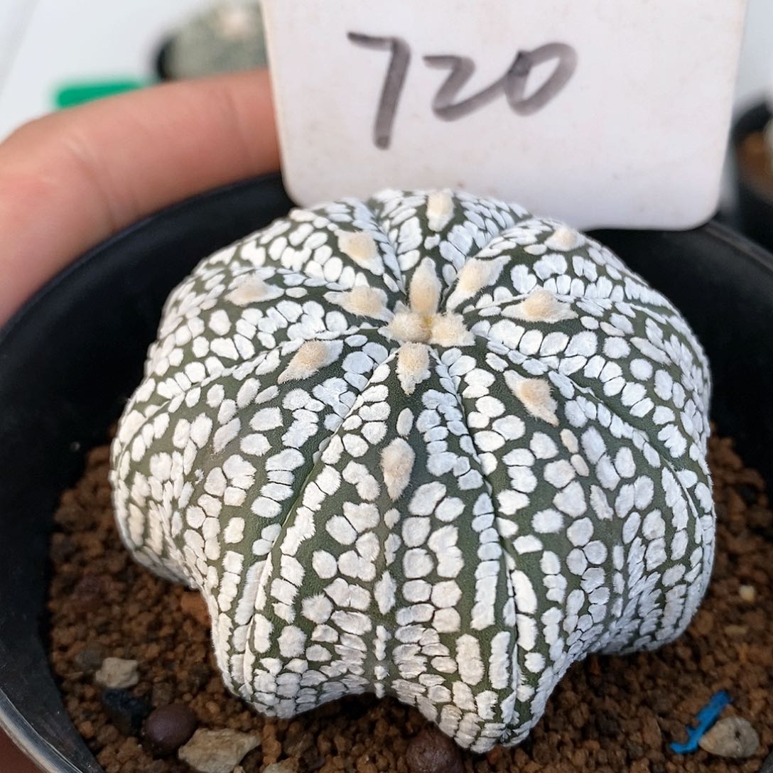 福利来袭了吗期待