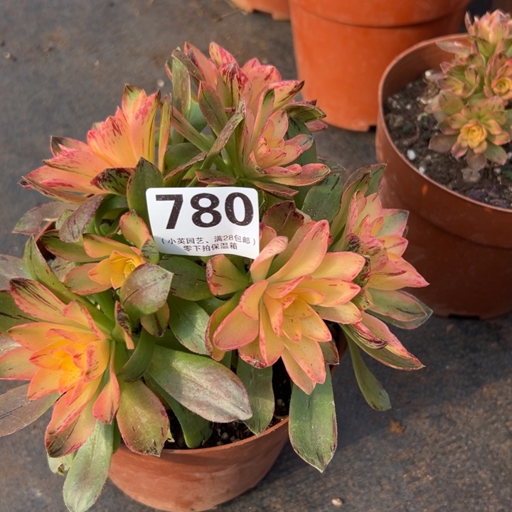 秀****致780多肉植物荷花