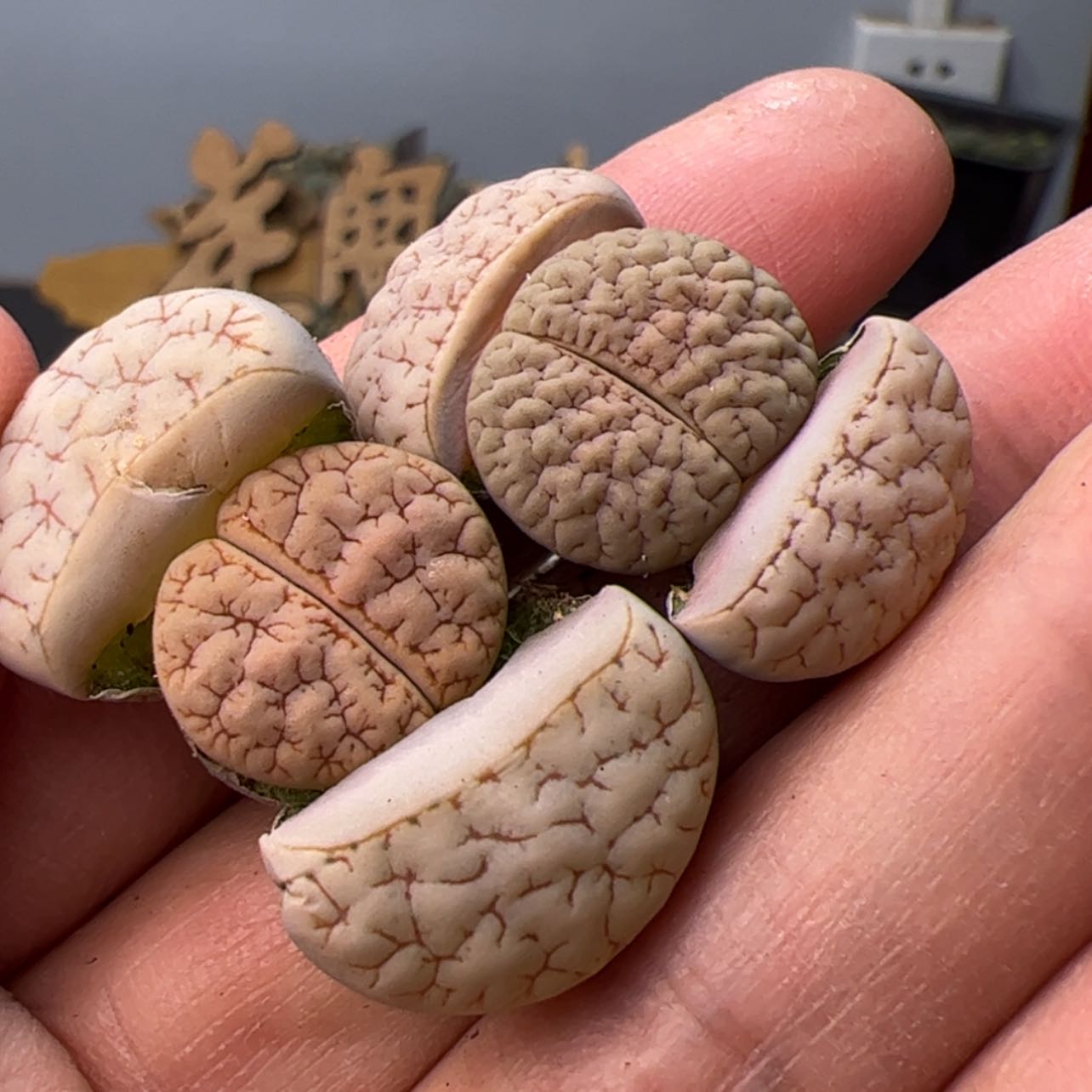 【闪购商品】000000009