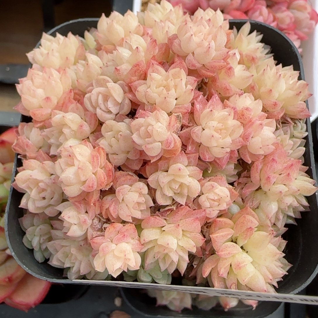 花语逸境0219-700