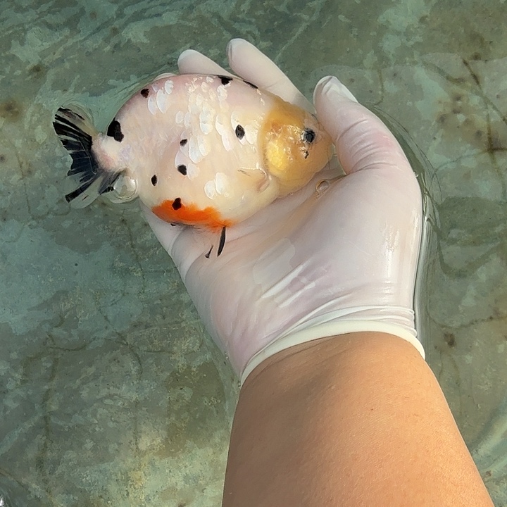 鲸***鱼海水鱼鲸鱼一条奶牛