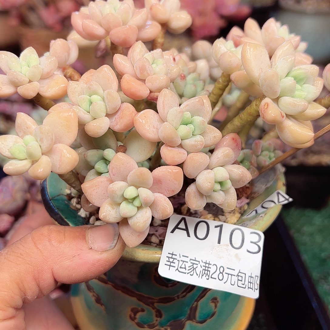 幸运的是我的朋友