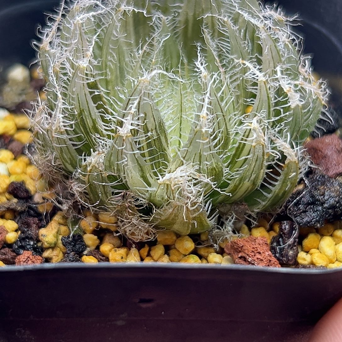 钢丝球锦十二卷多肉植物