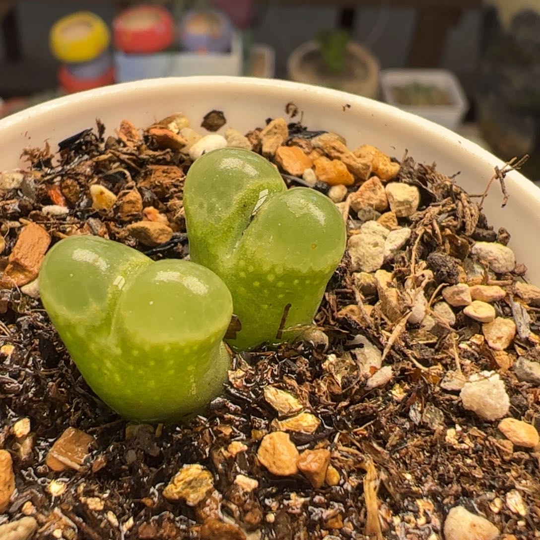 多肉植物百科698