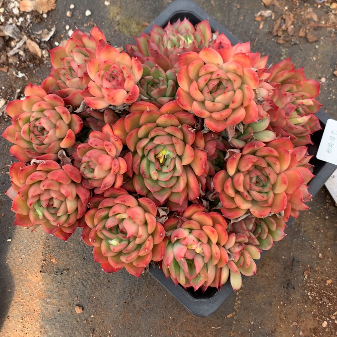 8352杂交多肉老庄