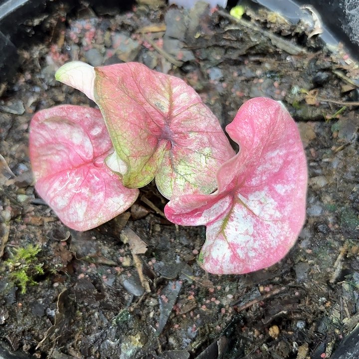 339-0206小猪彩叶芋广东现货