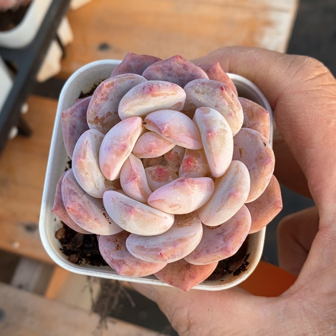 精品多肉一物一拍不包整78