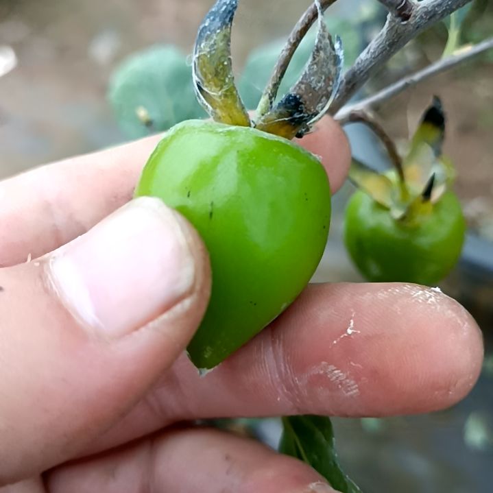 无花朵高德6号扦插