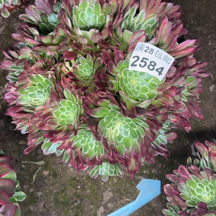 2584金丝楠木多肉植物