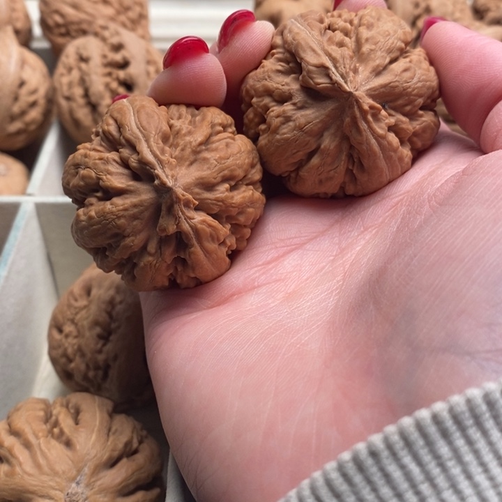 陌***人霸王龙全品无修一刀没动