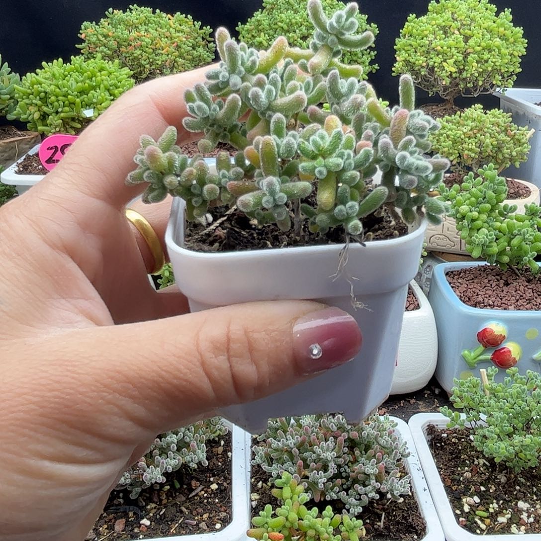 静***心冰晶优选枝干番杏