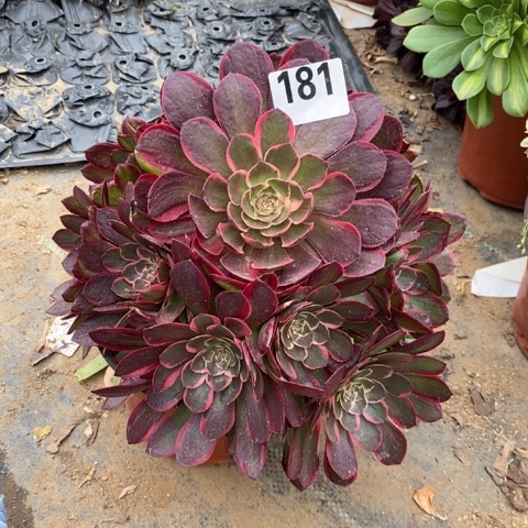 粉花妖多肉植物法师不包损