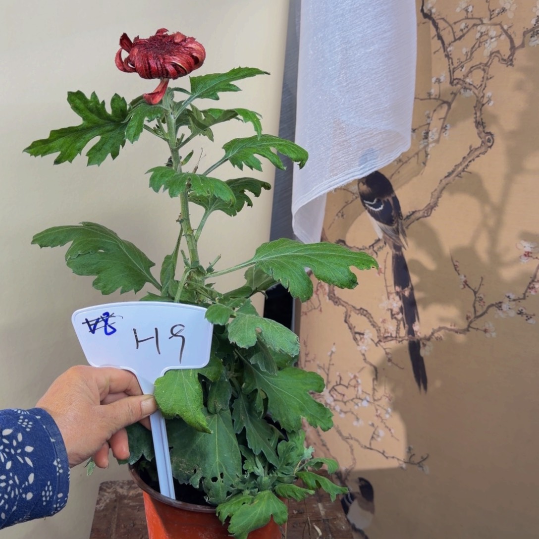 完全开放H99999999