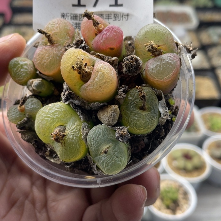 佳人园艺上福利啦毛毛171