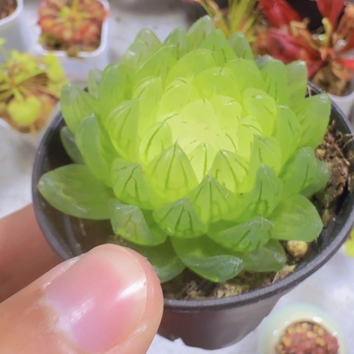 蝉翼一颗福利福利