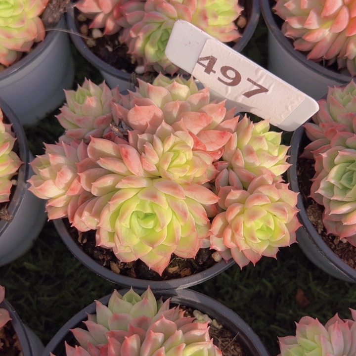 健健康康平平安安