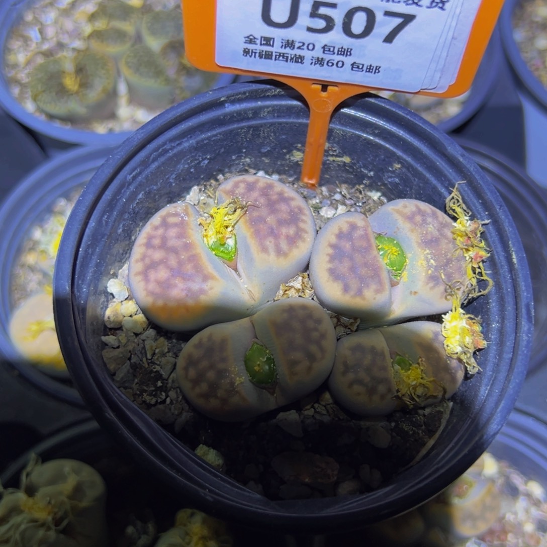 507 一物一拍，默认有伤，介意勿拍，不退不换