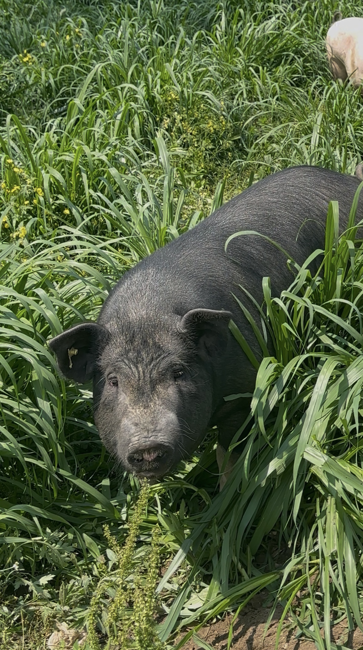 自养黑猪五斤肥肉熬油链接冷链顺丰包邮