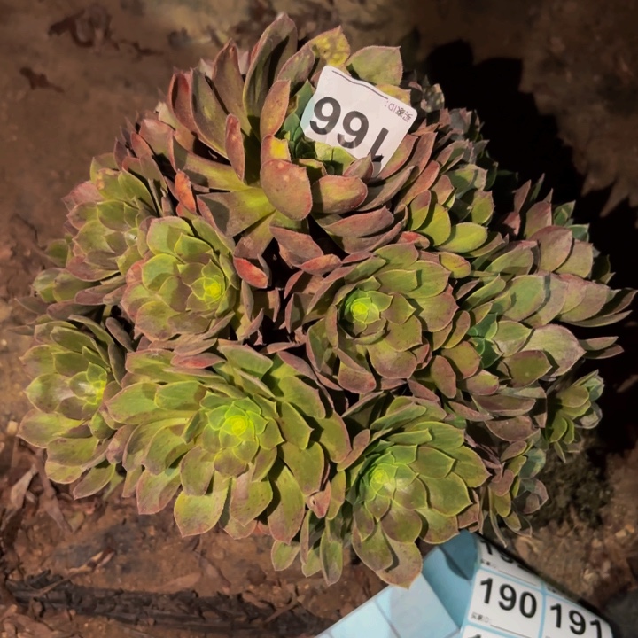 166多肉植物不售后