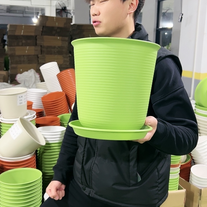 正品高陶口24高24果绿色5只带托