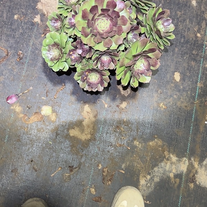 一单包邮不包侧枝1