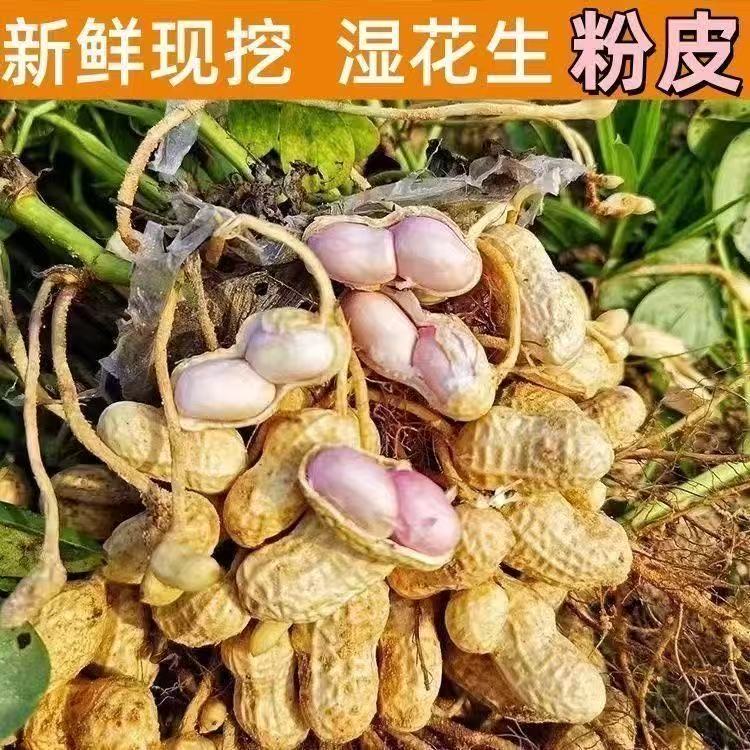 【农家鲜花生】现采现发可做水煮花生凉拌菜新鲜发货农家产放心购