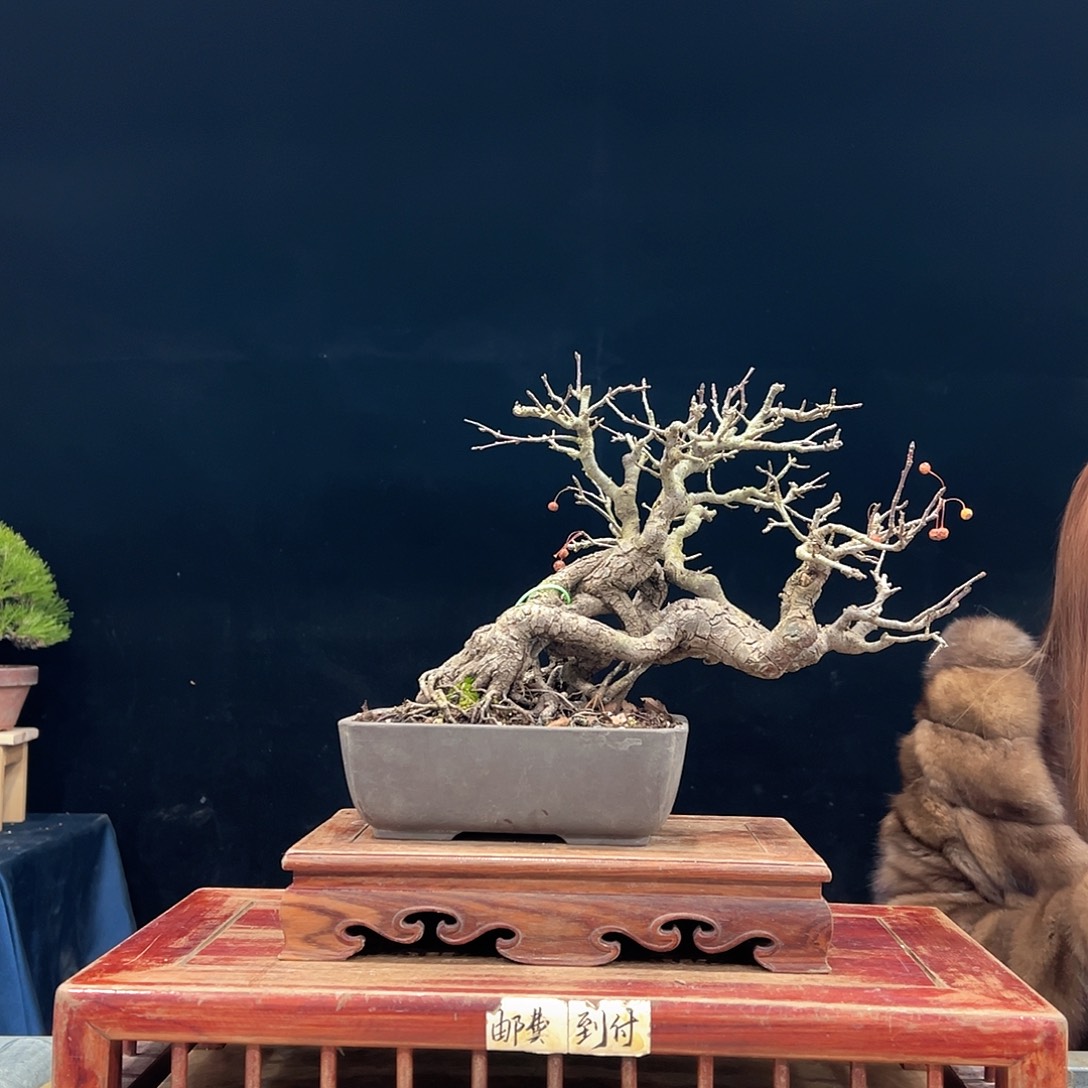 m***r无花朵杜鹃花的诗作是