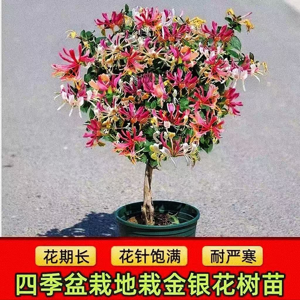 金银花树苗阳台庭院盆栽地栽南北方均可种植