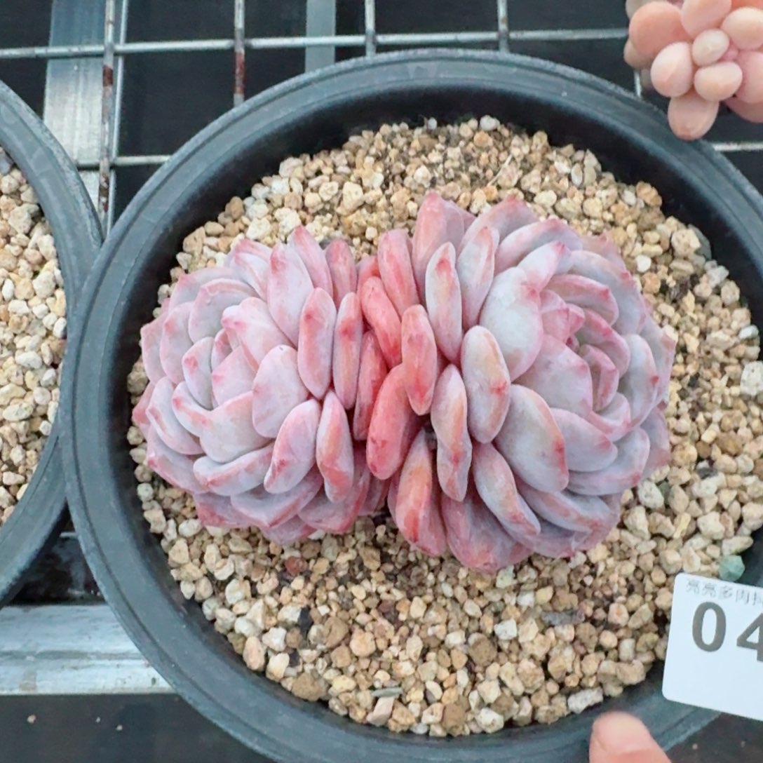 星影双头老桩多肉植物